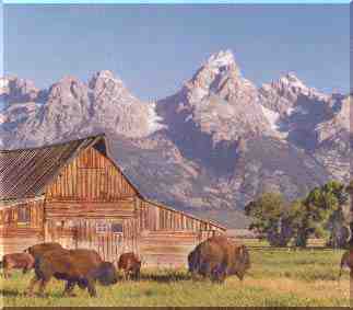 Buffalo & Tetons