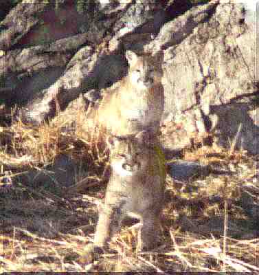 Jackson Hole Area Amateur Radio Cubs